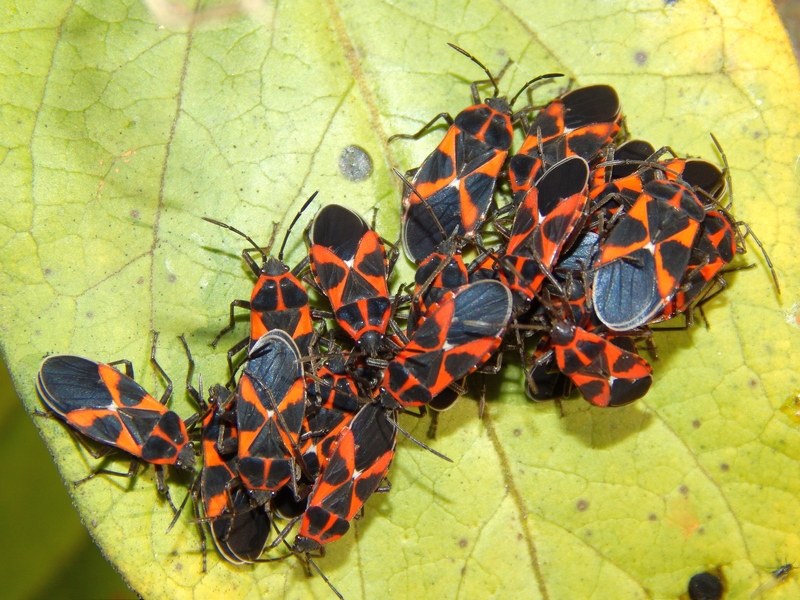 Serie di Lygaidae del Parco del Ticino